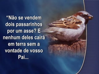 “Não se vendem
dois passarinhos
por um asse? E
nenhum deles cairá
em terra sem a
vontade de vosso
Pai...
 