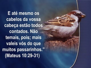 E até mesmo os
cabelos da vossa
cabeça estão todos
contados. Não
temais, pois; mais
valeis vós do que
muitos passarinhos.”
(Mateus 10:29-31) 
 