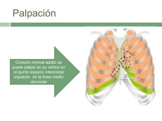 Palpación
Corazón normal adulto se
puede palpar en su vértice en
el quinto espacio intercostal
izquierdo en la línea medio
clavicular
 