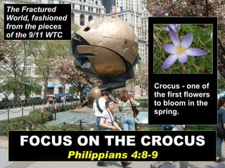 FOCUS ON THE CROCUS Philippians 4:8-9 The Fractured World, fashioned from the pieces of the 9/11 WTC   Crocus - one of the first flowers to bloom in the spring. 