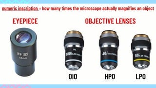 Microscope Focusing Principles.pdf FOCUSING THE SPECIMEN and understanding microscope.pdf