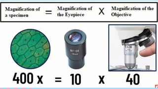 Microscope Focusing Principles.pdf FOCUSING THE SPECIMEN and understanding microscope.pdf
