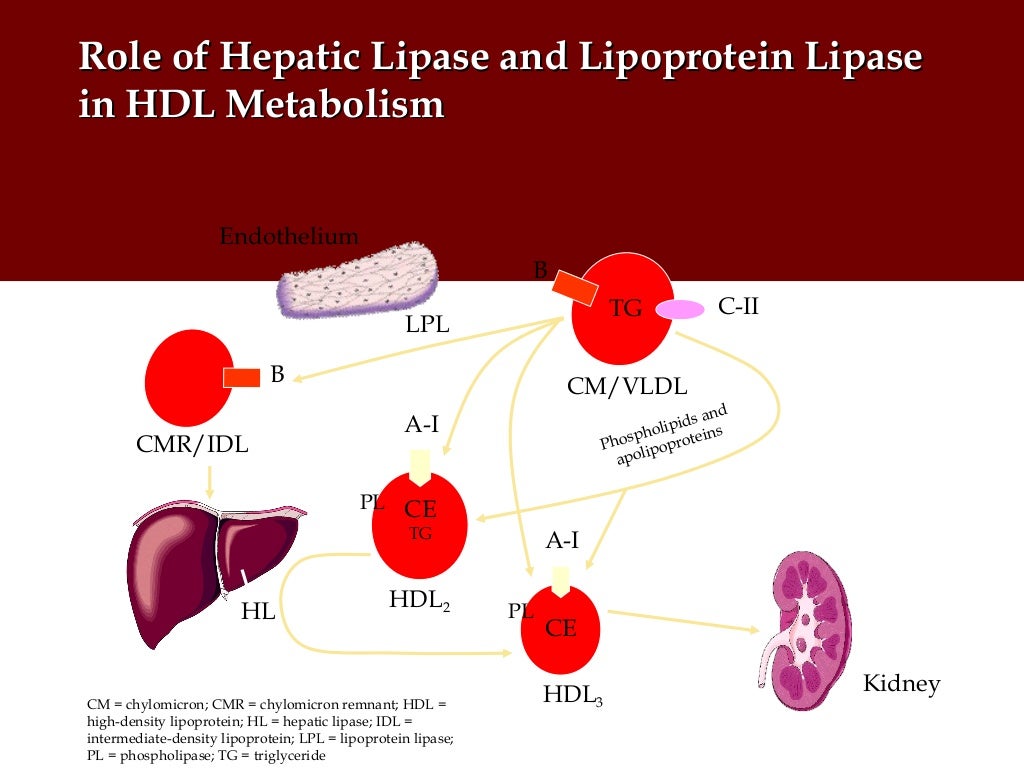 Focus on high density lipoproteins