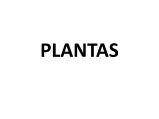 PLANTAS
 