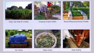 Fodder and Pasture management Full Note || Asst. Prof. Boby Basnet | PDF