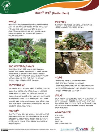 የከብቶች ድንች (Fodder Beet)
መግቢያ
የከብቶች ድንች ወቅታዊ የሆነ የእንስሳት መኖ ሲሆን ዋናው የምግብ
ይዘቱ ሥሩ ላይ ሆኖ ቅጠሉም ለከብቶች ምግብነት ይውላል፡፡ ይህ
መኖ ከባህር ወለል ከፍታ 1800-3000 ሜትር ባሉ ቀዝቃዛ
አካባቢዎች ይበቅላል፡፡ አሲዳማ (ቀይ አፈር) ለእጽዋቱ መብቀል
ተስማሚ ሲሆን ኮትቻና ውሃ የሚተኛበት መሬት እጽዋቱን
ዉጤታማ አያደርገዉም፡፡
This document is licensed for use under the Creative Commons Attribution 4.0 International Licence. January 2019
ለተጨማሪ መረጃ
ክንዱ መኮንን
መልካሙ በዛብህ
አበራ አዲ
ስምረት ያሳቡ
ስልክ ፡+251 116172000/2234
ምርታማነቱ
የከብቶች ድንች በሄክታር 520-680 ኩንታል እርጥብ ወይም 130
– 170 ኩንታል ደረቅ ምርት መሰብሰብ ይቻላል ፡፡
የዘር እና የማዳበሪያ መጠን
ለአንድ ሄክታር የመሬት ስፋት ከ5-10 ኪ.ግ ዘር ያስፈልጋል ::
በመስመር ሲዘራ በመስመር በመካከል 50 ሳ.ሜ ክፍተት እንዲሁም
በተክል መካከል 30 ሳ.ሜ ክፍተት ሊኖር ይገባል፡፡ የማዳበሪያ
መጠንም 100 ኪ.ግ ዳኘ/NPS ወይም 100-150 ኩ/ሄክ ፍግ መጠቀም
እንችላለን፡፡ የዚህ መኖ ዋናው ምርት ያለው ሥሩ ላይ ስለሆነ
በተደጋጋሚ አፈር ማሳቀፍና መኮትኮት ያስፈልጋል::
ምስጋና
አፍሪካ ራይዚንግ (Africa RISING) ፕሮግራሙ በአሜሪካ ዓለም አቀፍ
የልማት ተራድኦ ድርጅት (USAID) ገንዘብ የሚደገፍና በተለያዩ አገር
አቀፍ እና አለም አቀፍ የምርምር እና የልማት አጋሮች በጋራ የሚተገበር
ነዉ፡፡ ለፕሮግራሙ መሳካት አስተዋጽኦ ለሚያደርጉ በሙሉ የላቀ
ምስጋና እናቀርባለን፡፡
የአመጋገብ ሁኔታ
ሥሩ ከተተከለ ከ6 – 7 ወር ውስጥ ተቆፍሮ እና ተከትክቶ (ተቆራረጦ)
ከሌላ መኖ ጋር ተደባልቆ ሊሰጥ ይችላል፡፡ሲቆፈር ሥሩ እንዳይጎዳ
ጥንቃቄ መደረግ ይኖርበታል፡፡ ይህ ድንች በኃይል ሰጭ ንጥረ ነገር
የበለጸገ መኖ በመሆኑ ለከብቶች በምንመግብበት ወቅት ለመጀመሪያዎቹ
ቀናቶችን መጠኑን አነስተኛ አድርገን መመገብ ያለብን ሲሆን ከብቶች
አየለመዱት ሲሄድ የመኖው መጠን እየጨመረ ሊሄድ ይችላል፡፡ ከዚህ
በተጨማሪም መኖው ለከብቱ መሰጠት ያለበት ከብቱ ሌላ መኖ ከበላ
በኋላ ከሰዓት በኋላ ቢሆን ይመረጣል፡፡
ጥንቃቄ
- ከመጠን በላይ ከተበላ አሲድነት/መርዛማነት አለው
- ጃርት በጣም ያጠቃዋል ስለዚህ መታጠር አለበት
- በተጎዳ መሬት/ለምነቱ አነስተኛ በሆነ መሬት ምርቱ አነስተኛ ነው
- ውሃ በሚተኛበትና ጠንካራ በሆነ መሬት እድገቱና ምርቱ ይገታል
- ውርጭን የመቋቋም ሀይሉ አነስተኛ ነው ፡፡
የዘር ብዜት
የከብቶች ድንች ዘር ለማባዛት ዘሩ ካፈራ በኃላ ሳይነካ ለቀጣይ የምርት
ወቅት መቆየት አለበት፡፡ ዘሩ አፍርቶ ቅጠሉን ካራገፈ በኃላ እርጥበት
በሚያገኝበት ጊዜ አበባ ያወጣና ፍሬ ያፈራል፡፡ ለዘር ብዜት ቀዝቃዛ
ቦታዎች(2700ሜ) ተመራጭ ናቸዉ፡፡ በሄክታር ከ4-5 ኩንታል ዘር
መሰብሰብ ይቻላል፡፡
 