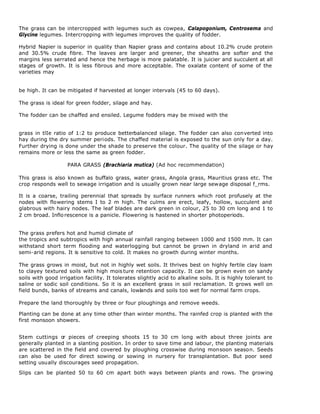 The grass can be intercropped with legumes such as cowpea, Calapogonium, Centrosema and
Glycine legumes. Intercropping with legumes improves the quality of fodder.

Hybrid Napier is superior in quality than Napier grass and contains about 10.2% crude protein
and 30.5% crude fibre. The leaves are larger and greener, the sheaths are softer and the
margins less serrated and hence the herbage is more palatable. It is juicier and succulent at all
stages of growth. It is less fibrous and more acceptable. The oxalate content of some of the
varieties may


be high. It can be mitigated if harvested at longer intervals (45 to 60 days).

The grass is ideal for green fodder, silage and hay.

The fodder can be chaffed and ensiled. Legume fodders may be mixed with the


grass in tlIe ratio of 1:2 to produce betterbalanced silage. The fodder can also converted into
hay during the dry summer periods. The chaffed material is exposed to the sun only for a day.
Further drying is done under the shade to preserve the colour. The quality of the silage or hay
remains more or less the same as green fodder.

                    PARA GRASS (Brachiaria mutica) (Ad hoc recommendation)

This grass is also known as buffalo grass, water grass, Angola grass, Mauritius grass etc. The
crop responds well to sewage irrigation and is usually grown near large sewage disposal f_rms.

It is a coarse, trailing perennial that spreads by surface runners which root profusely at the
nodes with flowering stems I to 2 m high. The culms are erect, leafy, hollow, succulent and
glabrous with hairy nodes. The leaf blades are dark green in colour, 25 to 30 cm long and 1 to
2 cm broad. Inflo rescence is a panicle. Flowering is hastened in shorter photoperiods.


The grass prefers hot and humid climate of
the tropics and subtropics with high annual rainfall ranging between 1000 and 1500 mm. It can
withstand short term flooding and waterlogging but cannot be grown in dryland in arid and
semi-arid regions. It is sensitive to cold. It makes no growth during winter months.

The grass grows in moist, but not in highly wet soils. It thrives best on highly fertile clay loam
to clayey textured soils with high mois ture retention capacity. It can be grown even on sandy
soils with good irrigation facility. It tolerates slightly acid to alkaline soils. It is highly tolerant to
saline or sodic soil conditions. So it is an excellent grass in soil reclamation. It grows well on
field bunds, banks of streams and canals, lowlands and soils too wet for normal farm crops.

Prepare the land thoroughly by three or four ploughings and remove weeds.

Planting can be done at any time other than winter months. The rainfed crop is planted with the
first monsoon showers.


Stem cuttings or pieces of creeping shoots 15 to 30 cm long with about three joints are
generally planted in a slanting position. In order to save time and labour, the planting materials
are scattered in the field and covered by ploughing crosswise during monsoon season. Seeds
can also be used for direct sowing or sowing in nursery for transplantation. But poor seed
setting usually discourages seed propagation.

Slips can be planted 50 to 60 cm apart both ways between plants and rows. The growing
 