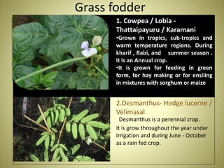 Grass fodder
1. Cowpea / Lobia -
Thattaipayuru / Karamani
•Grown in tropics, sub-tropics and
warm temperature regions. During
kharif , Rabi, and summer season .
it is an Annual crop.
•It is grown for feeding in green
form, for hay making or for ensiling
in mixtures with sorghum or maize
2.Desmanthus- Hedge lucerne /
Velimasal
Desmanthus is a perennial crop.
It is grow throughout the year under
irrigation and during June - October
as a rain fed crop.
 
