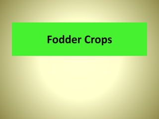 Fodder Crops
 