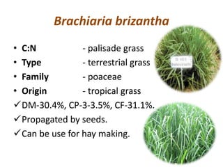 Brachiaria brizantha
• C:N - palisade grass
• Type - terrestrial grass
• Family - poaceae
• Origin - tropical grass
DM-30.4%, CP-3-3.5%, CF-31.1%.
Propagated by seeds.
Can be use for hay making.
 