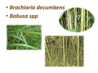 • Brachiaria decumbens
• Babusa spp
 