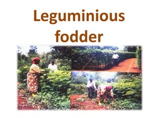 Leguminious
fodder
 