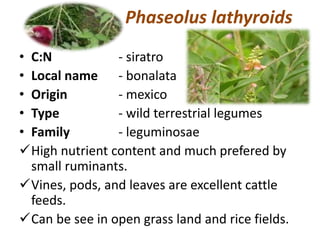 Phaseolus lathyroids
• C:N - siratro
• Local name - bonalata
• Origin - mexico
• Type - wild terrestrial legumes
• Family - leguminosae
High nutrient content and much prefered by
small ruminants.
Vines, pods, and leaves are excellent cattle
feeds.
Can be see in open grass land and rice fields.
 