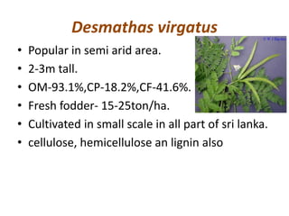 Desmathas virgatus
• Popular in semi arid area.
• 2-3m tall.
• OM-93.1%,CP-18.2%,CF-41.6%.
• Fresh fodder- 15-25ton/ha.
• Cultivated in small scale in all part of sri lanka.
• cellulose, hemicellulose an lignin also
 