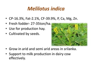 Melilotus indica
• CP-16.3%, Fat-2.1%, CF-39.9%, P, Ca, Mg, Zn.
• Fresh fodder- 27-35ton/ha.
• Use for production hay.
• Cultivated by seeds.
• Grow in arid and semi arid areas in srilanka.
• Support to milk production in dairy cow
effectively.
 