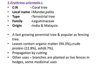 2.Erythrina orientalis.L
• C:N - Coral tree
• Local name –Mandar,palita
• Type -Terrestrial tree
• Family -Leguminaceae
• Origin -India & Malaysia
• A fast growing perennial tree & popular as fencing
tree.
• Leaves contain organic matter (94.3%),crude
protein (22.8%), ash(6.7%).
• Propagation by cutting
• Other uses – branches are planted as live fences in
hedges, some medicinal uses
 