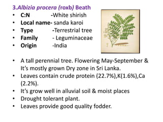 3.Albizia procera (roxb) Beath
• C:N -White shirish
• Local name- sanda karoi
• Type -Terrestrial tree
• Family - Leguminaceae
• Origin -India
• A tall perennial tree. Flowering May-September &
It’s mostly grown Dry zone in Sri Lanka.
• Leaves contain crude protein (22.7%),K(1.6%),Ca
(2.2%).
• It’s grow well in alluvial soil & moist places
• Drought tolerant plant.
• Leaves provide good quality fodder.
 