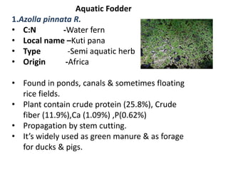 Aquatic Fodder
1.Azolla pinnata R.
• C:N -Water fern
• Local name –Kuti pana
• Type -Semi aquatic herb
• Origin -Africa
• Found in ponds, canals & sometimes floating
rice fields.
• Plant contain crude protein (25.8%), Crude
fiber (11.9%),Ca (1.09%) ,P(0.62%)
• Propagation by stem cutting.
• It’s widely used as green manure & as forage
for ducks & pigs.
 