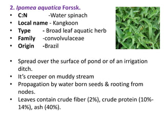 2. Ipomea aquatica Forssk.
• C:N -Water spinach
• Local name - Kangkoon
• Type - Broad leaf aquatic herb
• Family -convolvulaceae
• Origin -Brazil
• Spread over the surface of pond or of an irrigation
ditch.
• It’s creeper on muddy stream
• Propagation by water born seeds & rooting from
nodes.
• Leaves contain crude fiber (2%), crude protein (10%-
14%), ash (40%).
 
