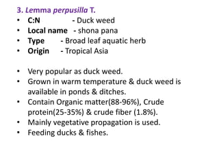 3. Lemma perpusilla T.
• C:N - Duck weed
• Local name - shona pana
• Type - Broad leaf aquatic herb
• Origin - Tropical Asia
• Very popular as duck weed.
• Grown in warm temperature & duck weed is
available in ponds & ditches.
• Contain Organic matter(88-96%), Crude
protein(25-35%) & crude fiber (1.8%).
• Mainly vegetative propagation is used.
• Feeding ducks & fishes.
 
