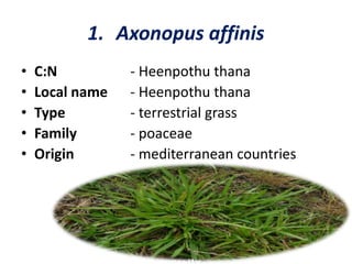 1. Axonopus affinis
• C:N - Heenpothu thana
• Local name - Heenpothu thana
• Type - terrestrial grass
• Family - poaceae
• Origin - mediterranean countries
 