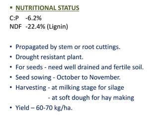  NUTRITIONAL STATUS
C:P -6.2%
NDF -22.4% (Lignin)
• Propagated by stem or root cuttings.
• Drought resistant plant.
• For seeds - need well drained and fertile soil.
• Seed sowing - October to November.
• Harvesting - at milking stage for silage
- at soft dough for hay making
• Yield – 60-70 kg/ha.
 
