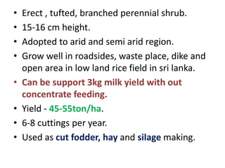• Erect , tufted, branched perennial shrub.
• 15-16 cm height.
• Adopted to arid and semi arid region.
• Grow well in roadsides, waste place, dike and
open area in low land rice field in sri lanka.
• Can be support 3kg milk yield with out
concentrate feeding.
• Yield - 45-55ton/ha.
• 6-8 cuttings per year.
• Used as cut fodder, hay and silage making.
 