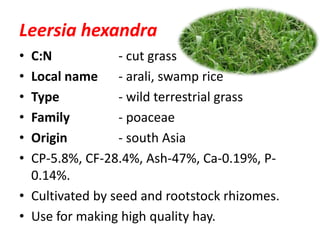 Leersia hexandra
• C:N - cut grass
• Local name - arali, swamp rice
• Type - wild terrestrial grass
• Family - poaceae
• Origin - south Asia
• CP-5.8%, CF-28.4%, Ash-47%, Ca-0.19%, P-
0.14%.
• Cultivated by seed and rootstock rhizomes.
• Use for making high quality hay.
 
