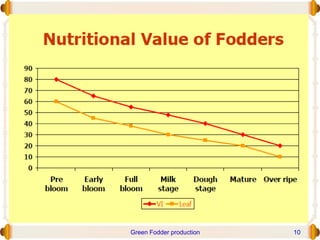 Green Fodder production 10
 