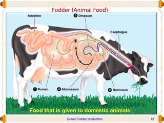 Fodder (Animal Food)
Green Fodder production 12
Food that is given to domestic animals
 