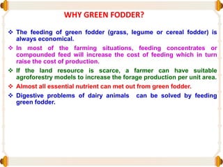 WHY GREEN FODDER?
 The feeding of green fodder (grass, legume or cereal fodder) is
always economical.
 In most of the farming situations, feeding concentrates or
compounded feed will increase the cost of feeding which in turn
raise the cost of production.
 If the land resource is scarce, a farmer can have suitable
agroforestry models to increase the forage production per unit area.
 Almost all essential nutrient can met out from green fodder.
 Digestive problems of dairy animals can be solved by feeding
green fodder.
 