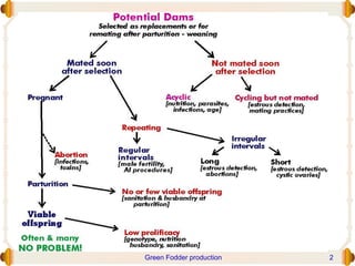 Green Fodder production 2
 
