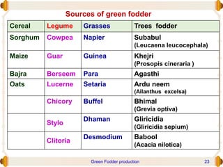 Sources of green fodder
Cereal Legume Grasses Trees fodder
Sorghum Cowpea Napier Subabul
(Leucaena leucocephala)
Maize Guar Guinea Khejri
(Prosopis cineraria )
Bajra Berseem Para Agasthi
Oats Lucerne Setaria Ardu neem
(Ailanthus excelsa)
Chicory Buffel Bhimal
(Grevia optiva)
Stylo
Dhaman Gliricidia
(Gliricidia sepium)
Clitoria
Desmodium Babool
(Acacia nilotica)
Green Fodder production 23
 