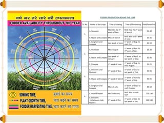 Sl. No. Name of the crops Time of sowing Time of harvesting Yield/tones/ha.
1.
A. Berseem
Mid. Oct. to 1st
week of Nov.
Mid. Dec. To 1st week
of March
25-30
B. Maize and Cowpea Mid. of March
Mid. May to 3rd week
of June.
30-35
C. Sorghum and
Cowpea
Last week of June
1st week of Aug. to
mid. Oct.
45-50
2.
A. Ricebean Mid. August
1st week of Nov. to
3rd week of Jan.
15-20
B. Maize and Cowpea
Last week of
January
1st week of April, to
last week of May
30-35
C. Cowpea 1st week of June
1st week of Aug. to
mid. August.
20-25
3.
A. Berseem and
Mustard
1st week of Nov.
1st week of Jan. to
last week of Feb.
30-35
B. Maize and Cowpea 1st week of March
1st week of June to
1st week of July.
40-45
C. Sorghum and
Cowpea
Mid. of July
1st week of Sept. to
mid. October
45-50
4.
A. Hybrid Napier Mid. February
Mid. May to mid.
Sept.
120-130
B. Berseem
(in between Hyb.
Napier)
1st week of Oct.
1st week of Dec. to
last week of Jan.
120-130
FODDER PRODUCTION ROUND THE YEAR
 