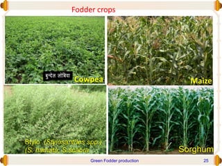 Fodder crops
Cowpea
Sorghum
Maize
Stylo (Stylosanthes spp.)
(S. hamata, S.scabra
Green Fodder production 25
 