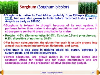 Sorghum (Sorghum bicolor)
Sorghum is native to East Africa, probably from Ethiopia (Ecoport,
2011), but was also grown in India before recorded history and in
Assyria as early as 700 BC.
Sorghum is tolerant to drought because of its root system. It
performs better than maize in drought conditions and thus grows in
stress-prone semi-arid areas unsuitable for maize
• Protein : 4-5% (Some varieties 8-10%), Calcium:0.5 and phosphorus:
0.2%, digestible of nutrients: 58.0%.
For human consumption, the gluten-free grain is usually ground into
a meal that is made into porridge, flatbreads, and cakes.
The grain is also used in making edible oil, starch, dextrose (a
sugar), paste, and alcoholic beverages.
Sweet sorghums, are grown mainly in the United States and
southern Africa for forage and for syrup manufacture and are
sometimes used in the production of ethyl alcohol for biofuel.
Green Fodder production 27
 