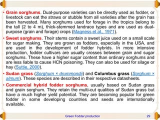 • Grain sorghums. Dual-purpose varieties can be directly used as fodder, or
livestock can eat the straws or stubble from all varieties after the grain has
been harvested. Many sorghums used for forage in the tropics belong to
the tall (2 to 4 m), thick-stemmed landrace types and are used as dual-
purpose (grain and forage) crops (Magness et al., 1971).
• Sweet sorghums. Their stems contain a sweet juice used on a small scale
for sugar making. They are grown as fodders, especially in the USA, and
are used in the development of fodder hybrids. In more intensive
production, fodder cultivars are usually crosses between grain and sugar
sorghums. These have a higher sugar content than ordinary sorghums and
are less liable to cause HCN poisoning. They can also be used for silage or
hay (Suttie, 2000).
• Sudan grass (Sorghum × drummondii) and Columbus grass (Sorghum ×
almum). These species are described in their respective datasheets.
• Commercial hybrid fodder sorghums, usually based on Sudan grass
and grain sorghum. They retain the multi-cut qualities of Sudan grass but
have a much higher yield potential. They are becoming popular for green
fodder in some developing countries and seeds are internationally
available.
Green Fodder production 29
 