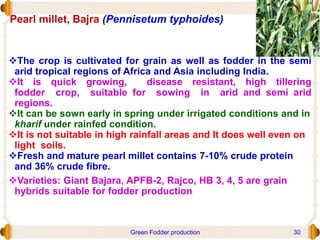 The crop is cultivated for grain as well as fodder in the semi
arid tropical regions of Africa and Asia including India.
It is quick growing, disease resistant, high tillering
fodder crop, suitable for sowing in arid and semi arid
regions.
It can be sown early in spring under irrigated conditions and in
kharif under rainfed condition.
It is not suitable in high rainfall areas and It does well even on
light soils.
Fresh and mature pearl millet contains 7-10% crude protein
and 36% crude fibre.
Varieties: Giant Bajara, APFB-2, Rajco, HB 3, 4, 5 are grain
hybrids suitable for fodder production
Pearl millet, Bajra (Pennisetum typhoides)
Green Fodder production 30
 
