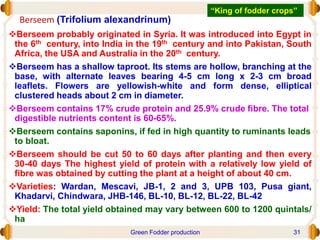 Berseem (Trifolium alexandrinum)
Berseem probably originated in Syria. It was introduced into Egypt in
the 6th century, into India in the 19th century and into Pakistan, South
Africa, the USA and Australia in the 20th century.
Berseem has a shallow taproot. Its stems are hollow, branching at the
base, with alternate leaves bearing 4-5 cm long x 2-3 cm broad
leaflets. Flowers are yellowish-white and form dense, elliptical
clustered heads about 2 cm in diameter.
Berseem contains 17% crude protein and 25.9% crude fibre. The total
digestible nutrients content is 60-65%.
Berseem contains saponins, if fed in high quantity to ruminants leads
to bloat.
Berseem should be cut 50 to 60 days after planting and then every
30-40 days The highest yield of protein with a relatively low yield of
fibre was obtained by cutting the plant at a height of about 40 cm.
Varieties: Wardan, Mescavi, JB-1, 2 and 3, UPB 103, Pusa giant,
Khadarvi, Chindwara, JHB-146, BL-10, BL-12, BL-22, BL-42
Yield: The total yield obtained may vary between 600 to 1200 quintals/
ha
“King of fodder crops”
Green Fodder production 31
 