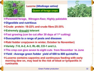 Lucerne (Medicago sativa)
Perennial forage, Nitrogen-fixer, Highly palatable
Digestible and nutritious
Crude protein: 18-22% and crude fibre:25-35%
Extremely drought tolerant
Fast growing (can be cut after 30 days of 1st cutting)
Susceptible to a range of pests and diseases
Rabi fodder crop(sown in winter, October to November)
Variety :T-9, A-2, A-3, RL-88, CO-1 and LL
The crop can give seven to eight cuts from November to June
Yield : Average green fodder yield of 600 to 800 quintal/ha
Lucerne contains saponins and continuous feeding with early
morning dew on, may lead to the risk of bloat or tympanitis in
ruminants
Queen of forage crops
Green Fodder production 32
 