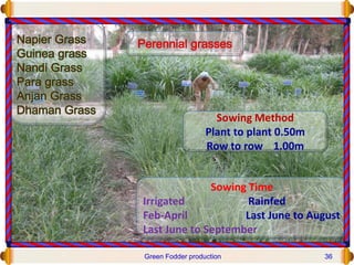 Sowing Method
Plant to plant 0.50m
Row to row 1.00m
Sowing Time
Irrigated Rainfed
Feb-April Last June to August
Last June to September
Green Fodder production 36
 
