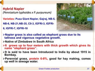 Hybrid Napier
(Pennisetum typhoides x P. purpureum)
Napier grass is also called as elephant grass due to its
tallness and vigorous vegetative growth.
Native of Zimbabwe in South Africa
It grows up to four meters with thick growth which gives its
name “elephant grass”.
It is said to have been Introduced to India by about 1915 in
Bombay.
Perennial grass, protein 6-8%, good for hay making, comes
up well in sewage water.
Varieties: Pusa Giant Napier, Gajraj, NB-5,
NB-6, NB-21,NB-35, C0-3, IGFRI-3, IGFRI-
6, IGFRI-7, IGFRI-10
Green Fodder production 37
 