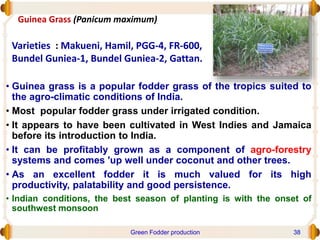 Guinea Grass (Panicum maximum)
• Guinea grass is a popular fodder grass of the tropics suited to
the agro-climatic conditions of India.
• Most popular fodder grass under irrigated condition.
• It appears to have been cultivated in West Indies and Jamaica
before its introduction to India.
• It can be profitably grown as a component of agro-forestry
systems and comes 'up well under coconut and other trees.
• As an excellent fodder it is much valued for its high
productivity, palatability and good persistence.
• Indian conditions, the best season of planting is with the onset of
southwest monsoon
Varieties : Makueni, Hamil, PGG-4, FR-600,
Bundel Guniea-1, Bundel Guniea-2, Gattan.
Green Fodder production 38
 