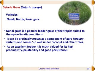 Setaria Grass (Setaria anceps)
• Nandi grass is a popular fodder grass of the tropics suited to
the agro-climatic conditions.
• It can be profitably grown as a component of agro-forestry
systems and comes 'up well under coconut and other trees.
• As an excellent fodder it is much valued for its high
productivity, palatability and good persistence.
Varieties:
Nandi, Narok, Kazungula.
Green Fodder production 39
 