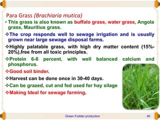 Para Grass (Brachiaria mutica)
• This grass is also known as buffalo grass, water grass, Angola
grass, Mauritius grass.
The crop responds well to sewage irrigation and is usually
grown near large sewage disposal farms.
Highly palatable grass, with high dry matter content (15%-
20%),free from all toxic principles.
Protein 6-8 percent, with well balanced calcium and
phosphorus.
Good soil binder.
Harvest can be done once in 30-40 days.
Can be grazed, cut and fed used for hay silage
Making Ideal for sewage farming.
Green Fodder production 40
 