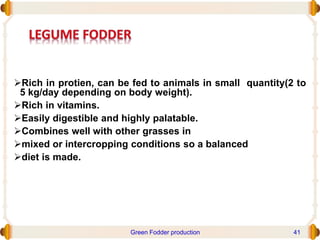 Rich in protien, can be fed to animals in small quantity(2 to
5 kg/day depending on body weight).
Rich in vitamins.
Easily digestible and highly palatable.
Combines well with other grasses in
mixed or intercropping conditions so a balanced
diet is made.
Green Fodder production 41
 