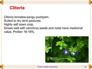 Clitoria
Clitoria ternatea-sangu pushpam.
Suited to dry land pastures,
Highly self sown crop,
Grows well with cenchrus seeds and roots have medicinal
value, Protien 16-18%.
Green Fodder production 42
 