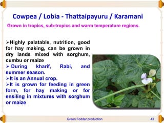 Cowpea / Lobia - Thattaipayuru / Karamani
Highly palatable, nutrition, good
for hay making, can be grown in
dry lands mixed with sorghum,
cumbu or maize
 During kharif, Rabi, and
summer season.
It is an Annual crop.
It is grown for feeding in green
form, for hay making or for
ensiling in mixtures with sorghum
or maize
Grown in tropics, sub-tropics and warm temperature regions.
Green Fodder production 43
 