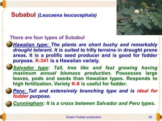 Subabul (Leucaena leucocephala)
There are four types of Subabul
• Hawaiian type: The plants are short bushy and remarkably
drought tolerant. It is suited to hilly terrains in drought prone
areas. It is a prolific seed producer and is good for fodder
purpose. K-341 is a Hawaiian variety.
• Salvador type: Tall, tree like and fast growing having
maximum annual biomass production. Possesses large
leaves, pods and seeds than Hawaiian types. Responds to
high fertilization. Variety K-8 is useful for fodder.
• Peru: Tall and extensively branching type and is ideal for
fodder purpose.
• Cunningham: It is a cross between Salvador and Peru types.
Green Fodder production 45
 