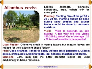 Ailanthus excelsa Leaves alternate, pinnately
compound, large, leaflets 8-14 or
more pairs
Planting: Planting Size of the pit 30 x
30 x 30 cm. Planting should be done
during rainy season and saucer
basin should be done to conserve
moisture.
Yield: Yield It depends on site
quality; A ten year old tree yields
150-200 kg wood. On an average , 20
- 30 tons of wood/acre is expected.
Uses Fodder: Offensive smell in young leaves but mature leaves are
lopped for their excellent sheep fodder.
Fuel: Good firewood. Timber is easily worked but is perishable. Used in
boxes, crates, poles, fishing floats, tool handles, matches and drums.
Medicine: Bark, gum and the bitter aromatic leaves are used
medicinally in home remedies.
Green Fodder production 47
 